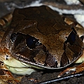 Mixophyes coggeri (Barred-frog) in the  Gondwana Section next to the Botanic Garden in Cairns<br />Canon EOS 7D + EF70-200 F4.0L + EF1.4xII + SPEEDLITE 580EXII